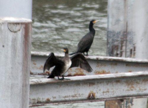 cormoran rec paris 12 janv 2013 028.jpg
