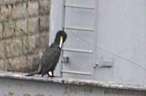 cormoran rec paris 12 janv 2013 p 022.jpg