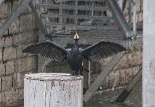 cormoran rec paris 12 janv 2013 p 017.jpg