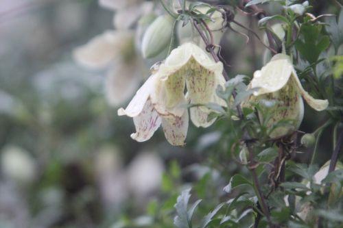 3 clematis cirrhosa paris 12 janv 2013 110.jpg