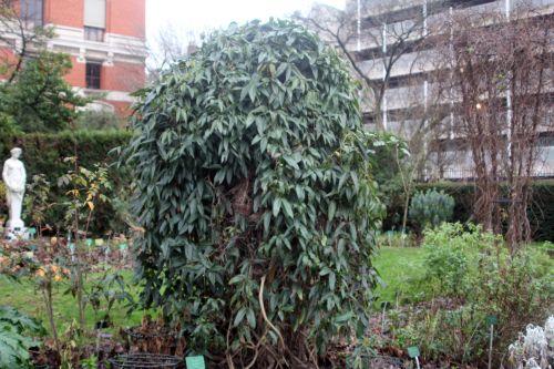 armandii 1 paris 12 janv 2013 122.jpg