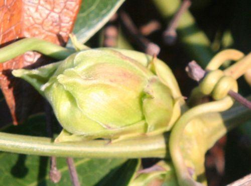 armandii 4 paris 16 jan 372.jpg