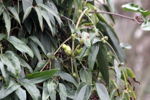 armandii 2 paris 12 janv 2013 121.jpg