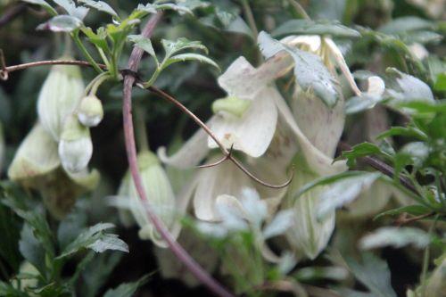 4 clematis cirrhosa paris 12 janv 2013 111.jpg
