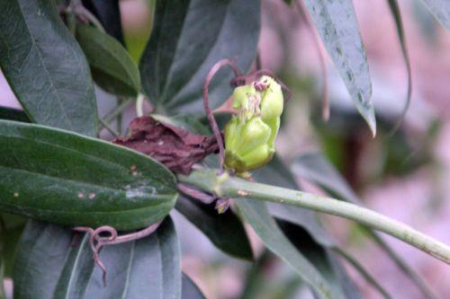 armandii 3 paris 12 janv 2013 120.jpg