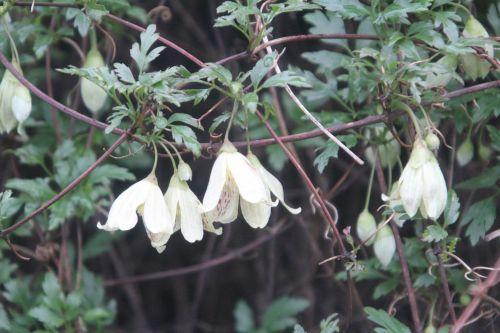 2 clematis cirrhosa paris 12 janv 2013 108.jpg
