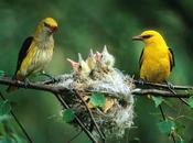 Face l’épreuve, soyons comme oiseaux