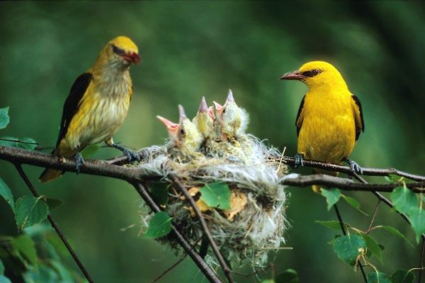 Face à l’épreuve, soyons comme les oiseaux