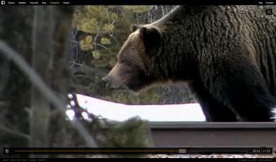 Bear-71-ours-grizzly-webdocumentaire_7