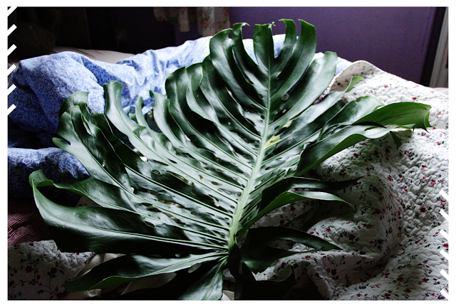 Les Photos du Dimanche #56