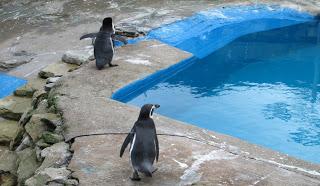 Quelques surprises à Harewood House