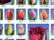 tulipes arrivent, conseils