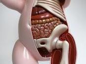 Mauricio Ortiz, Corps