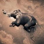 ‘Ashes & Snow’ by Gregory Colbert !