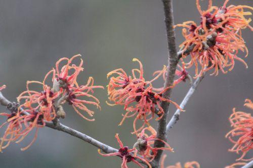 jelena 4 paris 12 janv 2013 094.jpg