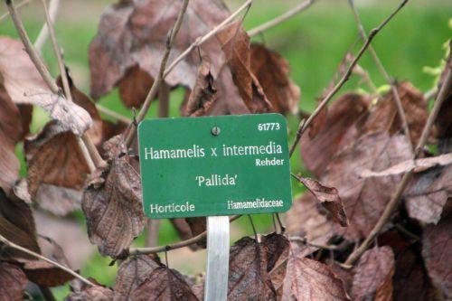hamamelis pallida 1 paris 12 janv 2013 063.jpg