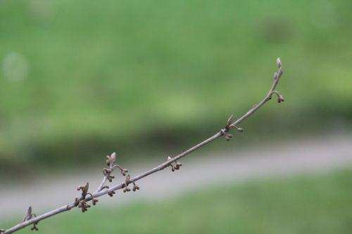 vernalis 6 paris 12 janv 2013 149.jpg