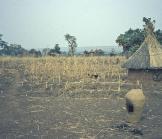 Réforme foncière au Bénin : pourquoi l'échec ?