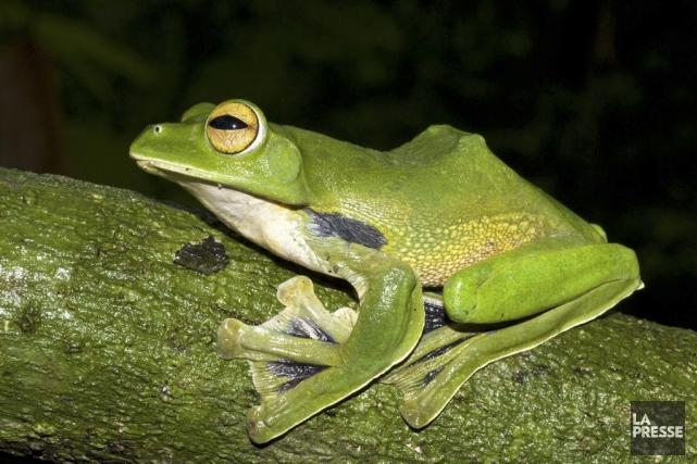 La grenouille se distingue également par la couleur... (PHOTO Jodi ROWLEY, AFP)