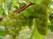 Récolte plus basse depuis moins