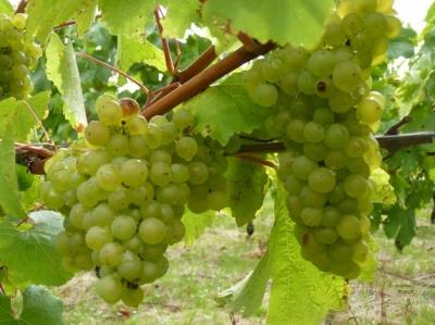 vins,viticulture,météo,vigne,récolte