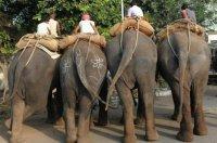 Un papa et une maman ou la triste histoire de Zobi la mouche JPEG - 46.5 ko