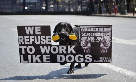 A protest dog during the  005 83e7b Quest que que la dette? Une approche anthropologique et historique