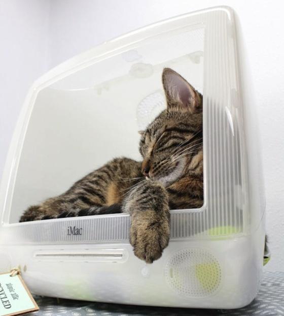Votre vieil iMac en niche à chat...