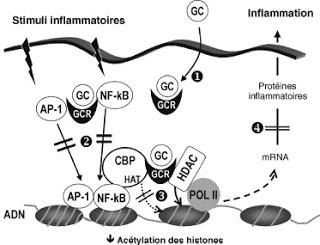 Le “P” et les quatre “Rs” de l’action des glucocorticoïdes en rapport avec l’inflammation : Préparer, Renforcer, Réprimer, Résoudre, et Restaurer