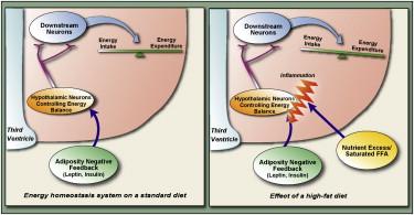Neuro-inflammation et neurodégénérescence dans les pathologies induites par la suralimentation