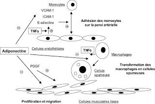 Liens entre hypercholestérolémie, hématopoïèse, et athérosclérose