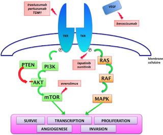 Lapatinib en traitement adjuvant destiné aux patientes atteintes d’un cancer du sein HER2-positif à un stade précoce : un essai randomisé, contrôlé, de phase 3