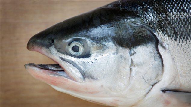 La tête d'un saumon
