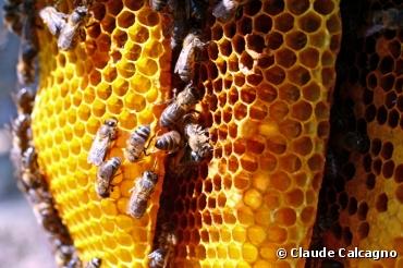 Mortalité des abeilles : le Gaucho et le Cruiser mis en cause par l'EFSA