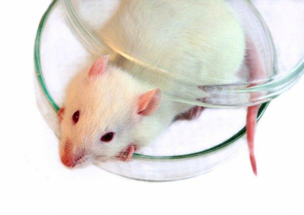 Un vaccin contre l’Alzheimer en développement à Québec