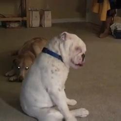 Le Bulldog sourd qui danse le blues !