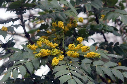 4 mahonia beali paris 12 janv 2013 184.jpg