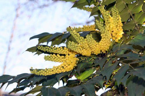 7 mahonia bealei paris 16 jan 144.jpg