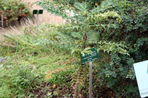 berberis lamariifolia 1 paris 10 nov 2012 168.jpg