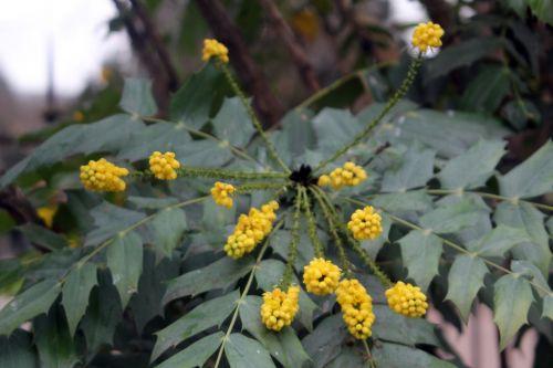 5 mahonia beali paris 12 janv 2013 183.jpg