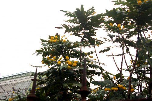 2 mahonia beali paris 12 janv 2013 181.jpg