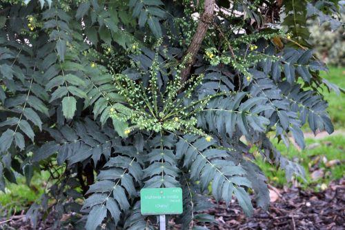 charity 2 paris 12 janv 2013 067.jpg