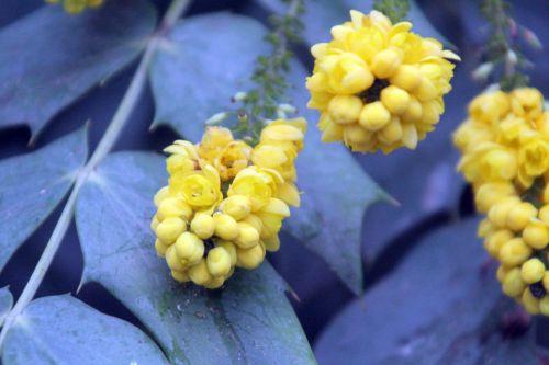 6 mahonia beali paris 12 janv 2013 185.jpg