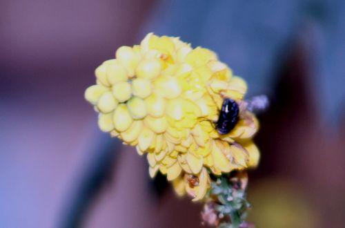 8 mahonia bealei paris 31 déc 2011 114 (1).jpg