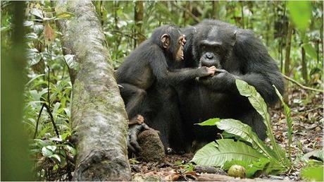 Critique Cinéma : Chimpanzés