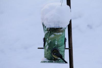 Quand les oiseaux festoient à mes frais