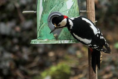 Quand les oiseaux festoient à mes frais