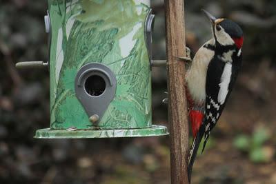 Quand les oiseaux festoient à mes frais