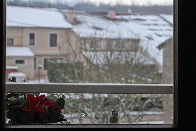 Quand les oiseaux festoient à mes frais
