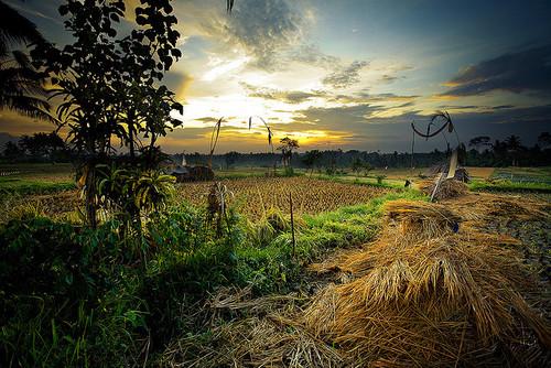 Around Ubud - Bali by Auré from Paris 